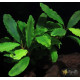 Bucephalandra sp. Shine Green