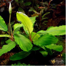 Bucephalandra sp. Shine Green