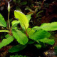 Bucephalandra sp. Shine Green