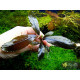 Bucephalandra sp. Deep Purple, Kapuas