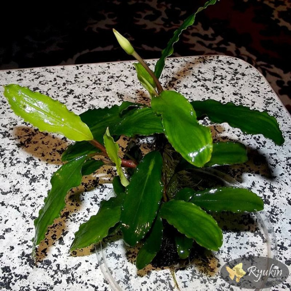 Bucephalandra sp. Shine Green