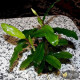 Bucephalandra sp. Shine Green