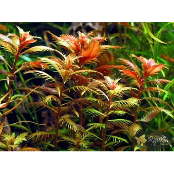 Прозерпинака Палюстрис (Proserpinaca Palustris)