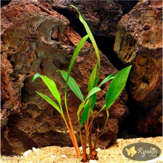 Анубіас Ангустіфолія (Anubias Angustifolia)