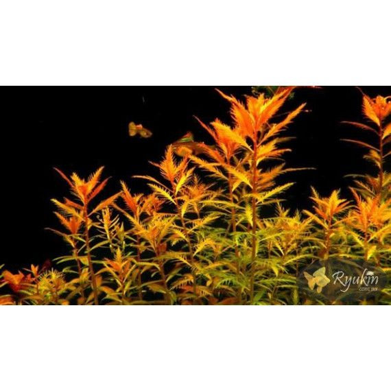 Прозерпинака Палюстрис (Proserpinaca Palustris)