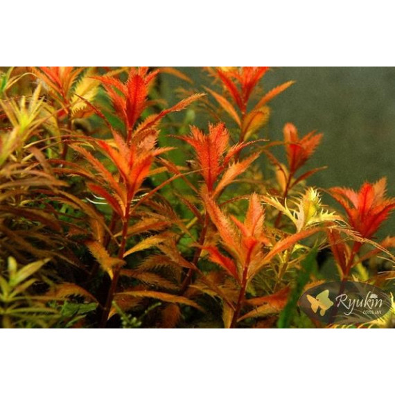 Прозерпинака Палюстрис (Proserpinaca Palustris)