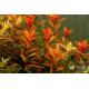 Прозерпинака Палюстрис (Proserpinaca Palustris)