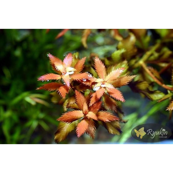 Прозерпинака Палюстрис (Proserpinaca Palustris)