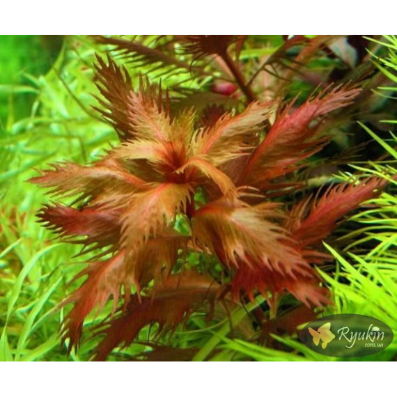 Прозерпинака Палюстрис (Proserpinaca Palustris)