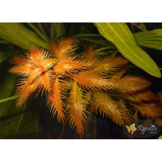 Прозерпинака Палюстрис (Proserpinaca Palustris)