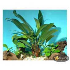Анубіас Ангустіфолія (Anubias Angustifolia)