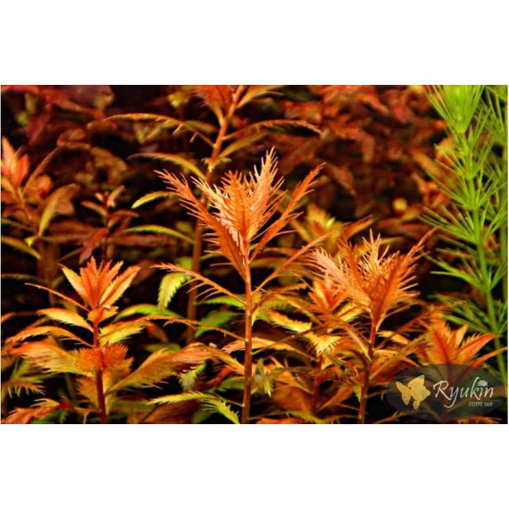 Прозерпинака Палюстрис (Proserpinaca Palustris)