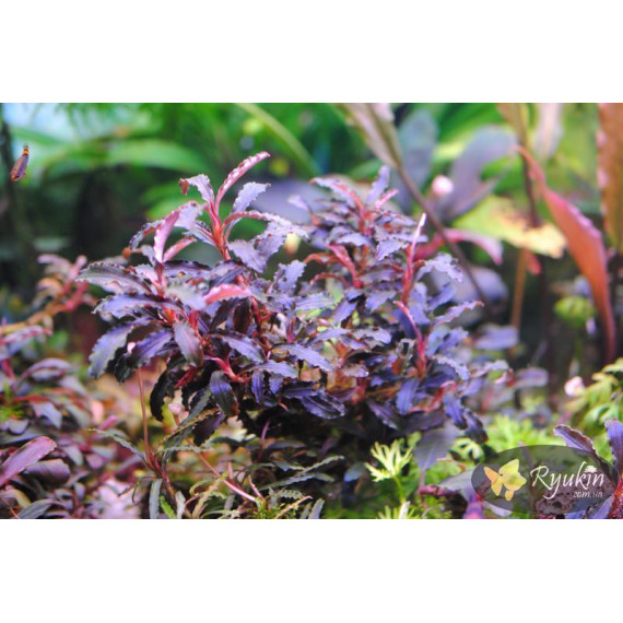 Bucephalandra sp. Kedagang