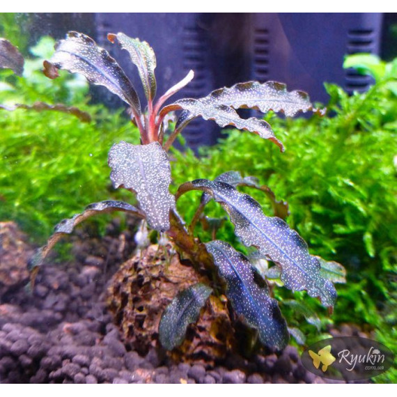 Bucephalandra sp. Kedagang