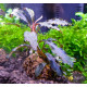 Bucephalandra sp. Kedagang