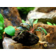 Bucephalandra sp. Kedagang