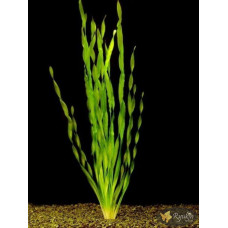 Валліснерія Спіральна (Vallisneria Spiralis)