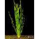 Валліснерія Спіральна (Vallisneria Spiralis)