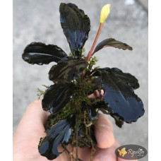 Bucephalandra sp. Central Cali, North Kudagan