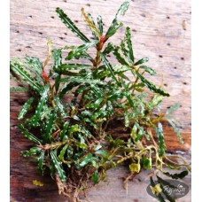 Bucephalandra sp. Fake Catherinae