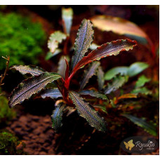 Bucephalandra sp. Kedagang