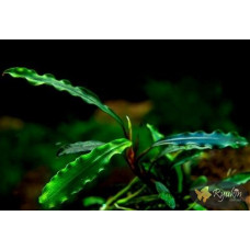 Bucephalandra sp. Godzila Green Mini