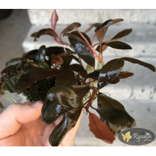 Bucephalandra sp. Gost Long Leaf