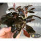 Bucephalandra sp. Gost Long Leaf
