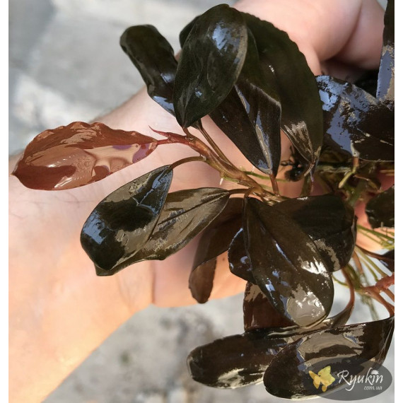 Bucephalandra sp. Gost Long Leaf