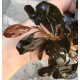 Bucephalandra sp. Gost Long Leaf