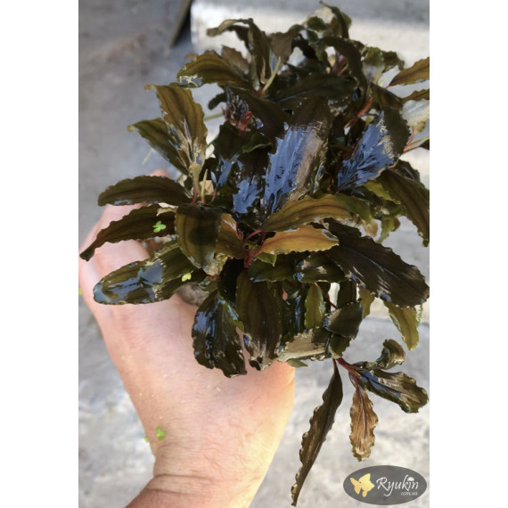 Bucephalandra sp. Shine Blue
