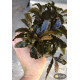 Bucephalandra sp. Shine Blue