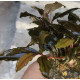 Bucephalandra sp. Shine Blue