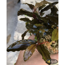 Bucephalandra sp. Shine Blue