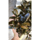 Bucephalandra sp. Shine Blue