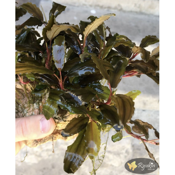 Bucephalandra sp. Shine Blue