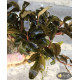 Bucephalandra sp. Shine Blue