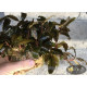 Bucephalandra sp. Shine Blue