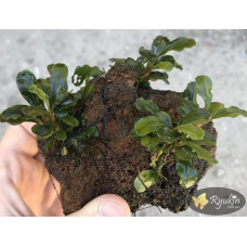 Bucephalandra sp. Sintang 2006