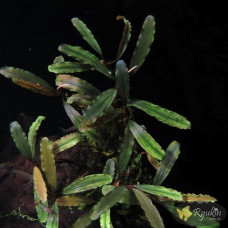 Bucephalandra sp. Titan 2, Daerah Malawi