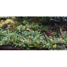Buсephalandra sp. Kualakuayan