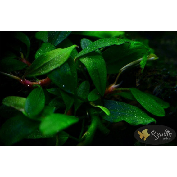 Buсephalandra sp. Kualakuayan