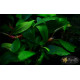 Buсephalandra sp. Kualakuayan