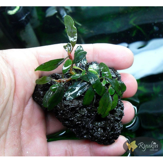Buсephalandra sp. Kualakuayan