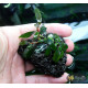 Buсephalandra sp. Kualakuayan