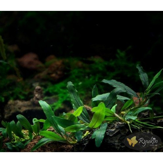 Buсephalandra sp. Kualakuayan