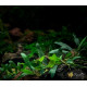 Buсephalandra sp. Kualakuayan