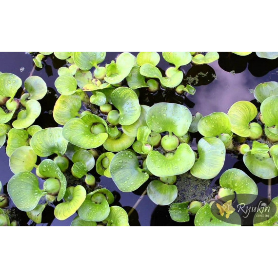 Водяний Гіацинт (Eichhornia Crassipes)