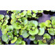 Водяний Гіацинт (Eichhornia Crassipes)