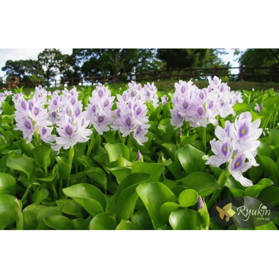 Водяний Гіацинт (Eichhornia Crassipes)